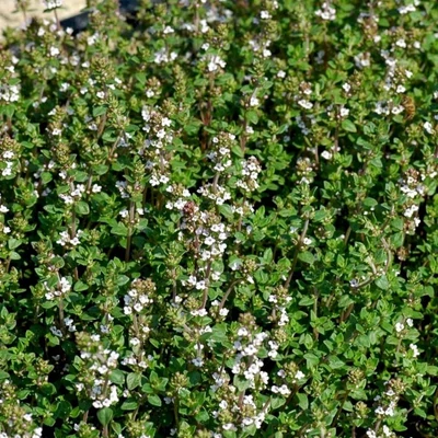 Thymus vulagris 'German Winter' – Kakukkfű