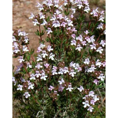 Thymus vulgaris - Kakukkfű