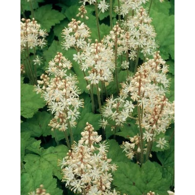 Tiarella cordifolia – Szívlevelű turbántok