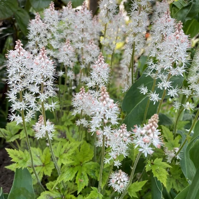 Tiarella 'Pink Skyrocket' – Turbántok