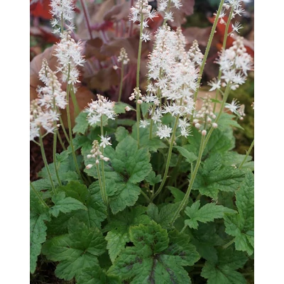 Tiarella 'Running Tiger' – Turbántok