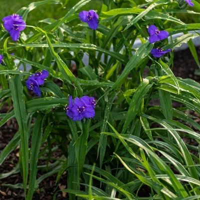 Tradescantia andersoniana – Kerti pletyka