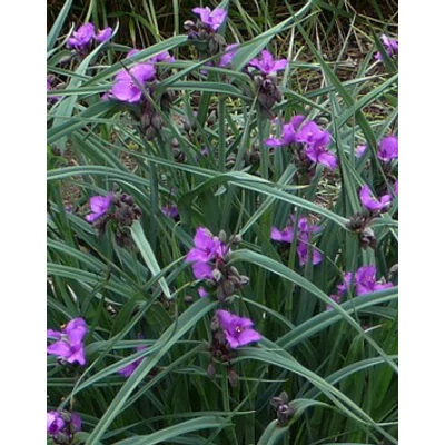Tradescantia x andersoniana 'Concord Grape' - Kerti pletyka