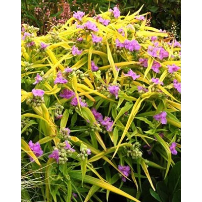 Tradescantia 'Sunshine Charm' - Lilás-rózsaszín kerti pletyka