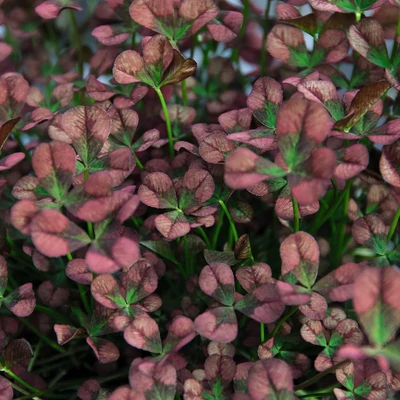 Trifolium 'Angel Beauty' – Lóhere