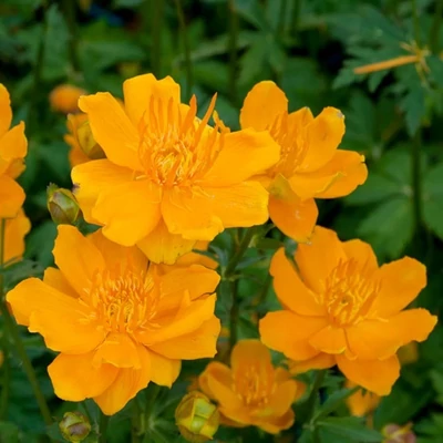 Trollius 'Orange Globe' – Zergeboglár
