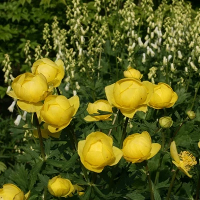Trollius x cultorum 'T. Smith' – Kerti zergeboglár