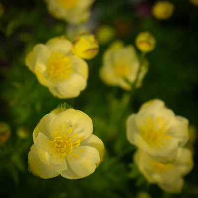 Trollius 'New Moon' – Hibrid zergeboglár