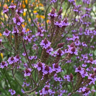 Verbana hastata 'Lavender Spires' – Dúsvirágú verbéna