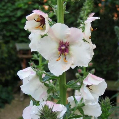 Verbascum blattaria 'Albiflorum' – Molyűző ökörfarkkóró