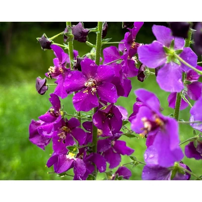 Verbascum phoeniceum 'Violetta' – Lila ökörfarkkóró