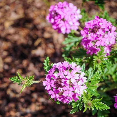 Verbena canadensis 'Veracity Rose' – Kanadai verbéna