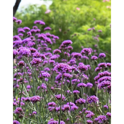 Verbena bonariensis – Ernyős verbéna, vasfű