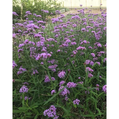 Verbena bonariensis 'Lollipop' – Ernyős verbéna, vasfű