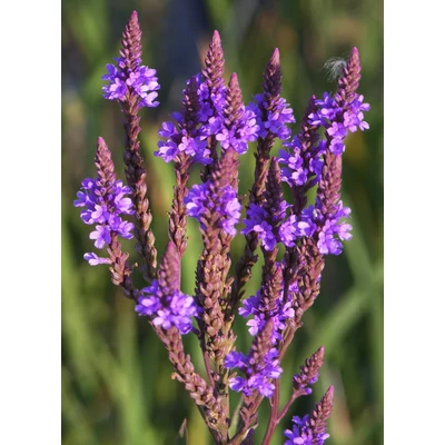 Verbena hastata 'Blue Spires' – Dúsvirágú verbéna