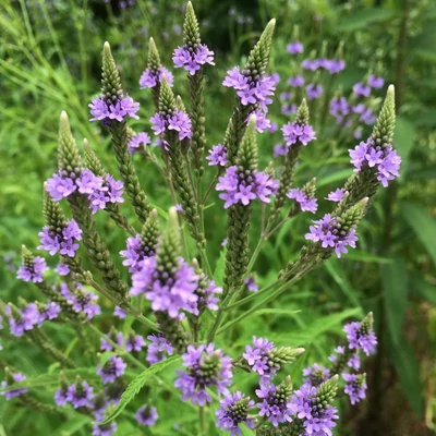 Verbena hastata – Dúsvirágú verbéna