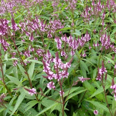 Verbena hastata 'Rosea' – Dúsvirágú verbéna