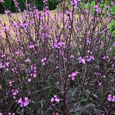 Verbena officinalis 'Bampton' – Közönséges vasfű