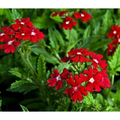 Verbena peruviana – Tűzpiros verbéna, Skarlát vasfű