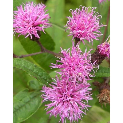 Vernonia noveboracensis – Óriás Vernon-virág