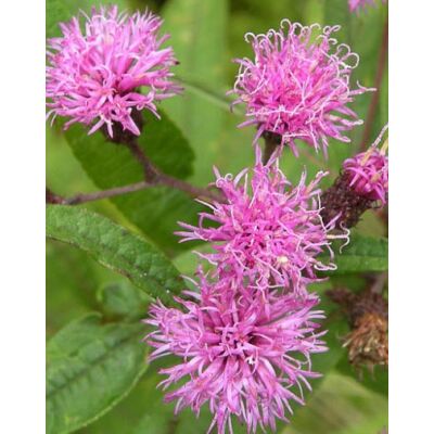 Vernonia noveboracensis – Óriás Vernon-virág