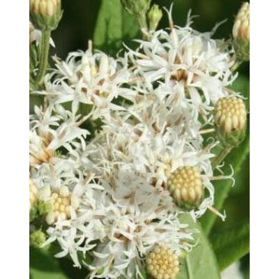 Vernonia noveboracensis 'White Lightning' – Óriás Vernon-virág