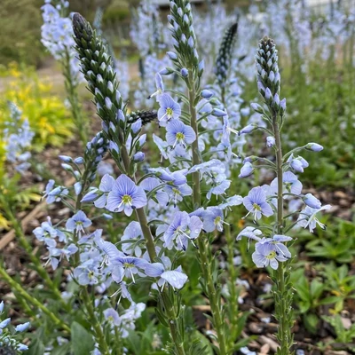 Veronica gentianoides – Tárnicslevelű veronika