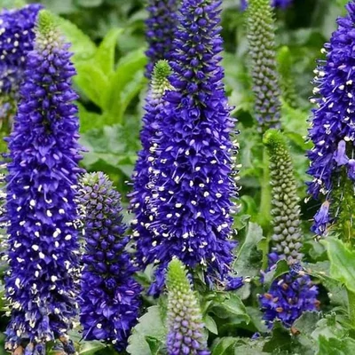 Veronica longifolia 'Blue Indigo' – Hosszúlevelű veronika