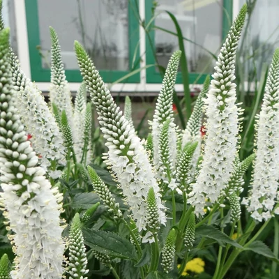 Veronica longifolia 'Melanie White' – Hosszúlevelű veronika