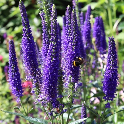 Veronica 'Marietta' – Veronika