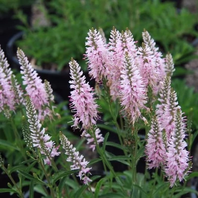 Veronica spicata 'Inspire Pink' – Macskafarkú veronika