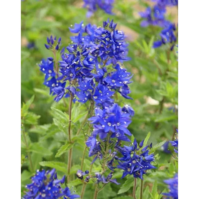 Veronica austriaca 'Crater Lake Blue' - Fogaslevelû veronika