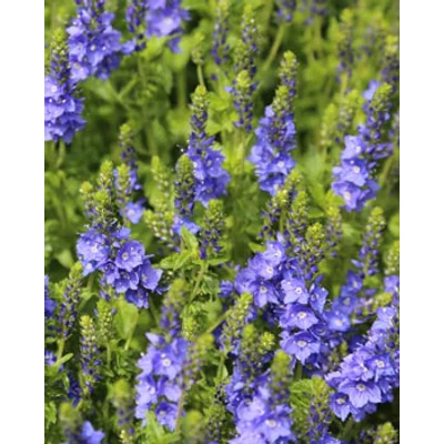Veronica austriaca 'Venice Blue' - Kék veronika 