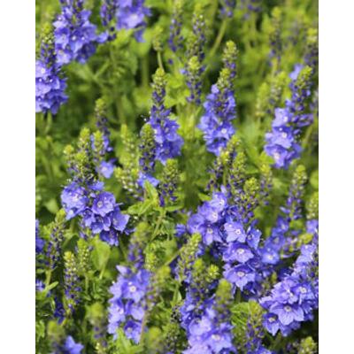 Veronica austriaca 'Venice Blue' - Kék veronika 