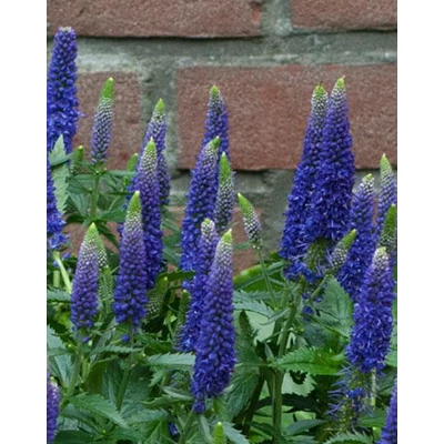 Veronica 'First Glory' – Veronika