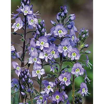 Veronica gentianoides 'Little Blue' – Tárnicslevelű veronika