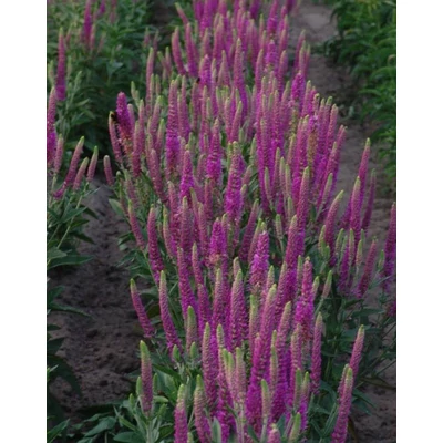 Veronica spicata 'Atomic Red Ray' – Veronika