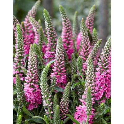 Veronica spicata 'Bubblegum Candles'® – Macskafarkú veronika