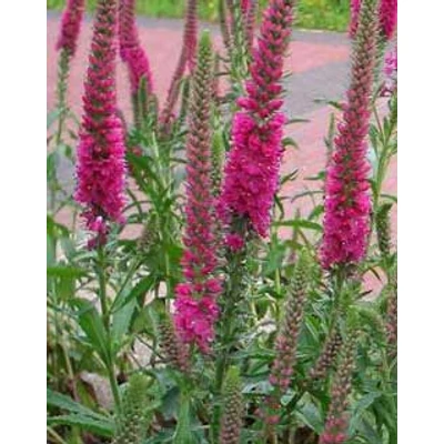 Veronica spicata 'Rosa Zwerg' - Veronika