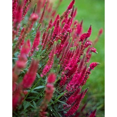 Veronica spicata 'Rotfuchs' (syn.: 'Red Fox') - Macskafarkú veronika