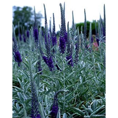 Veronica spicata subsp. Incana – Szürke veronika