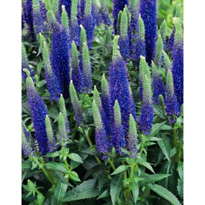 Veronica spicata 'Ulster Dwarf Blue' - Veronika
