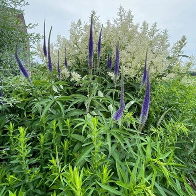 Veronicastrum sachalinense 'Manhattan Skyline' – Veronika