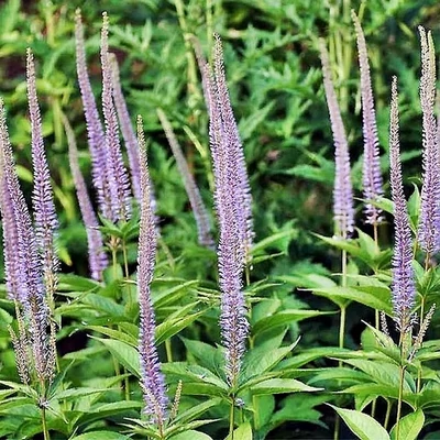 Veronicastrum sibiricum 'Lapislazuli' – Szibériai veronika