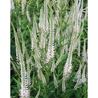 Veronicastrum virginicum 'Album' – Virginiai veronika
