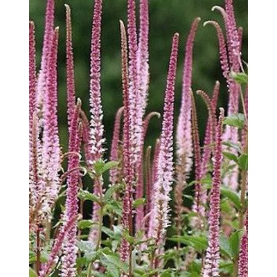 Veronicastrum virginicum 'Erica' - Virginiai veronika