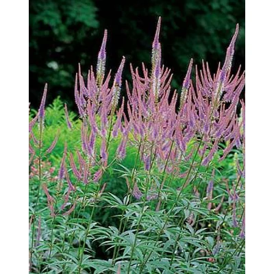 Veronicastrum virginicum 'Fascination' - Virginiai veronika