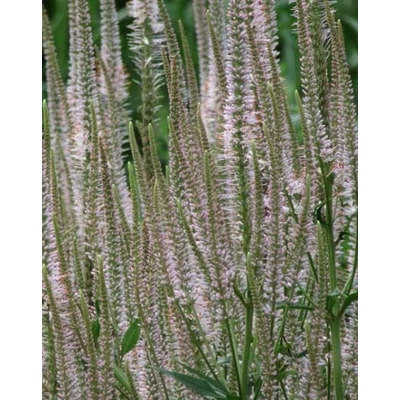 Veronicastrum virginicum 'Pink Glow' – Virginiai veronika