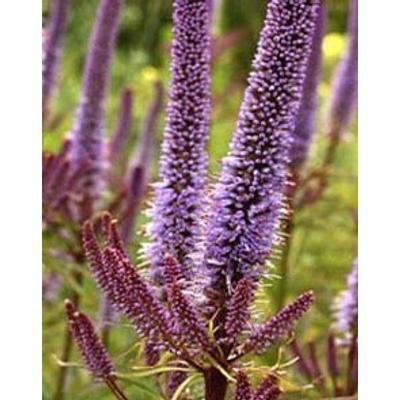 Veronicastrum virginicum 'Red Arrows' – Virginiai veronika