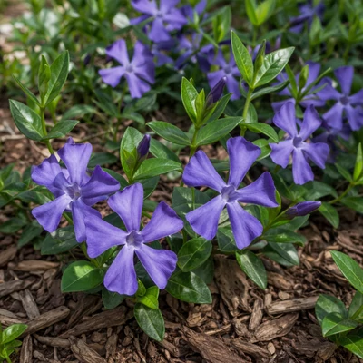 Vinca 'Kucharska' – Télizöld
